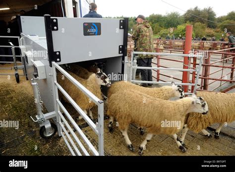 rfid reader for sheep|eid tag reader for sheep.